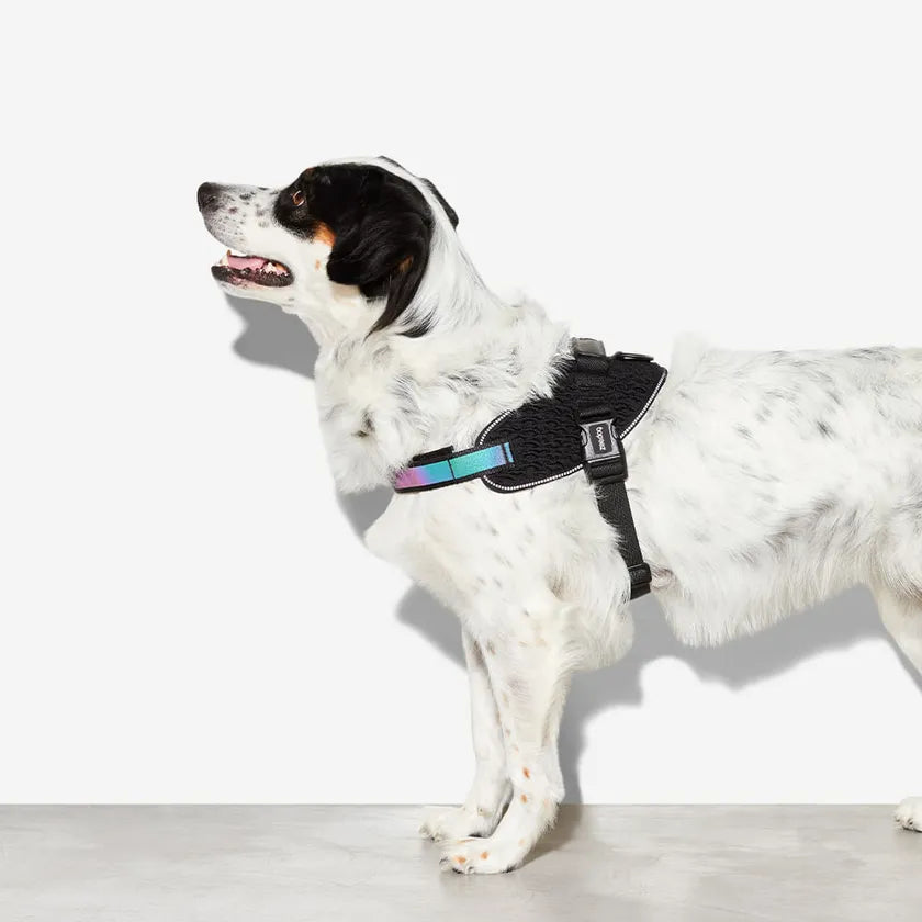 Dog Fly Harness